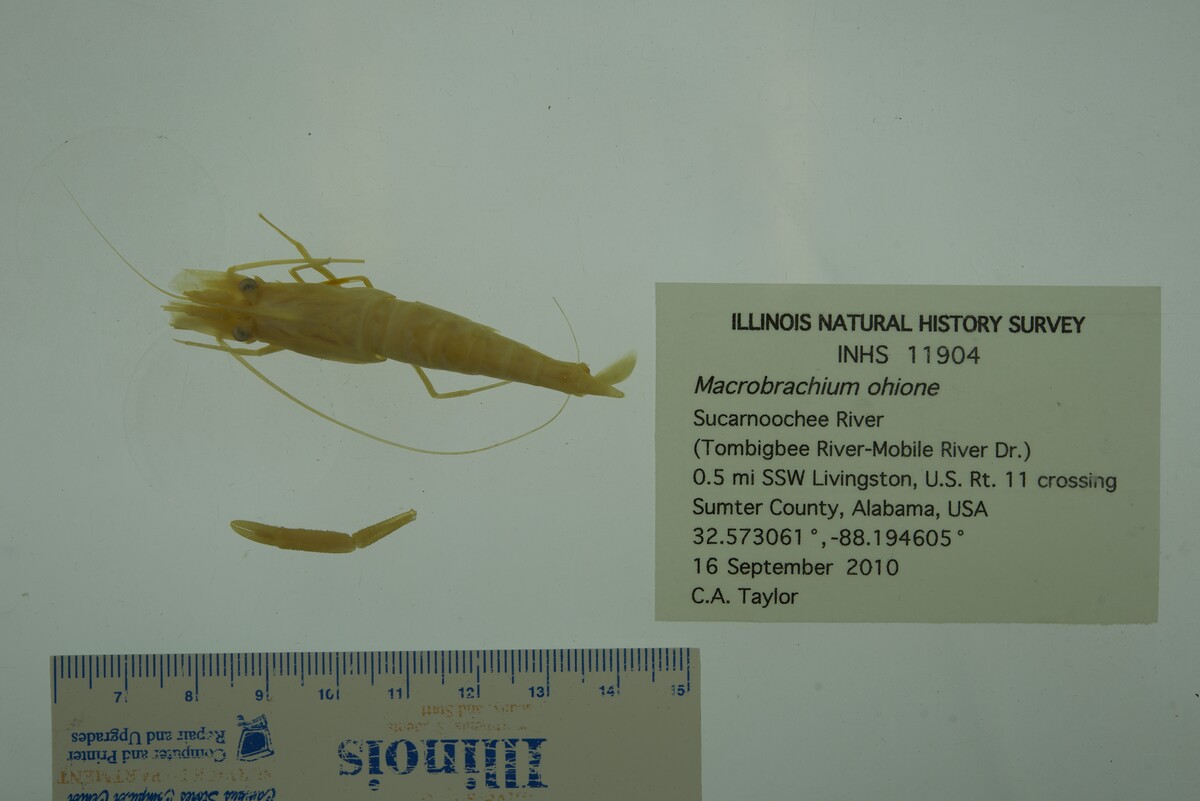 Macrobrachium ohione image